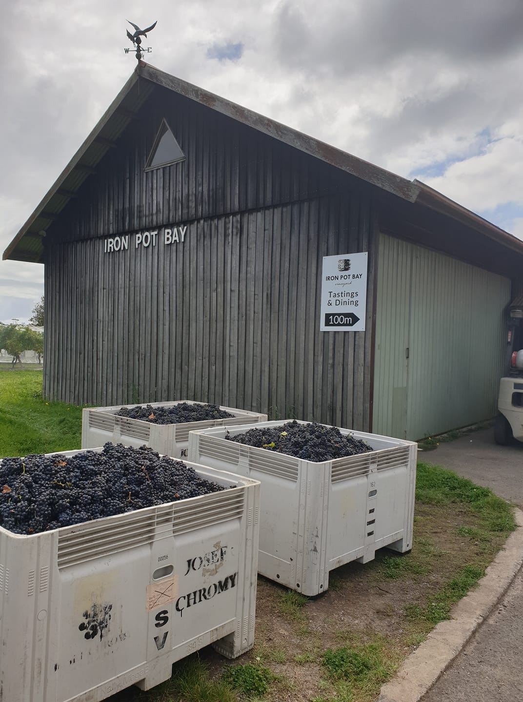 Iron Pot Bay Vineyard Tamar Valley